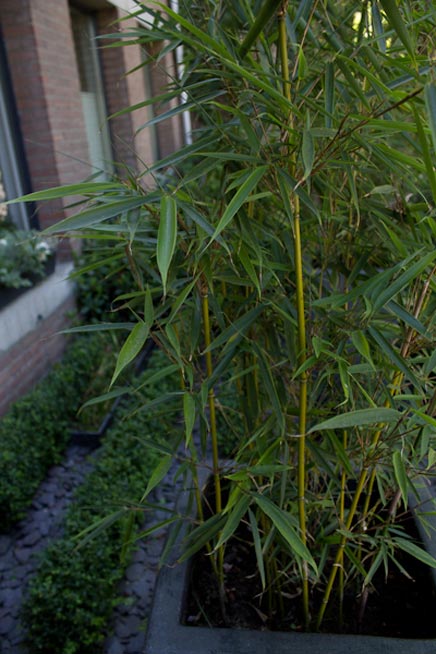 Vorne garten mit vielen Pflanzen